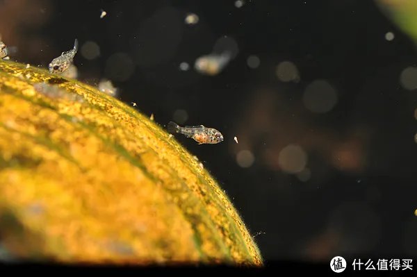 摄影新人经验分享---如何拍摄好那些漂亮的观赏鱼