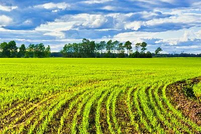 尿毒症男子包下60亩地自救，他自强不息的精神感动你了吗？