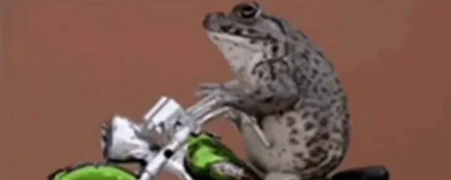 小天鹅今晚有空吗是什么梗 有多少人不知道