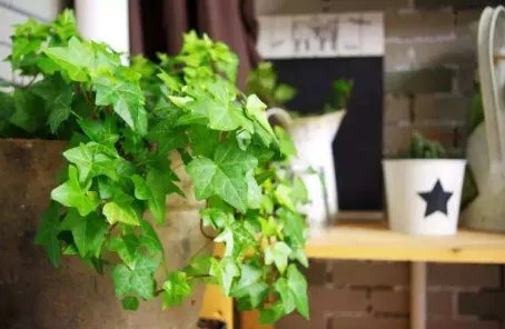 家里的空气污染严重，老师傅这样治理能多活20年