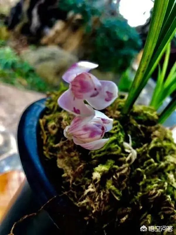 央视春晚节目单公布，之前盛传的孙楠为什么不在此名单内？