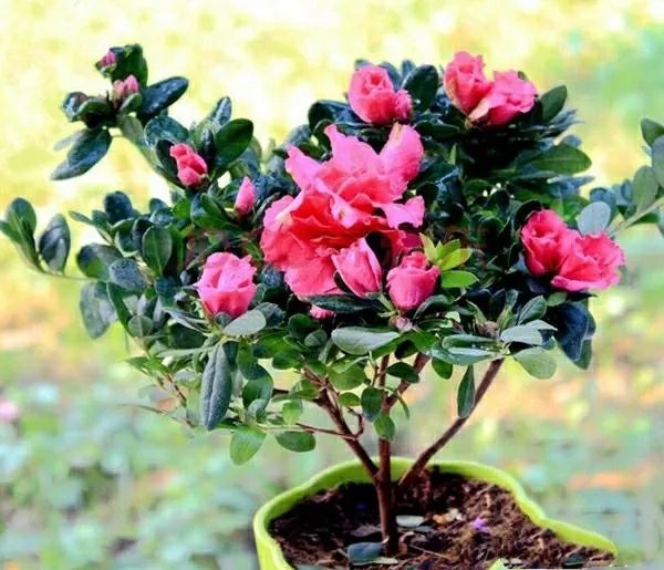 杜鹃是大叶还是小叶