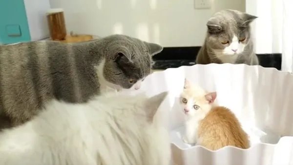 昼伏夜出的动物有哪些？