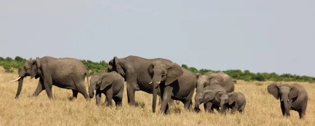 象群的首领是什么 是怎么解释的