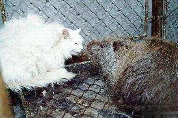 黑龙江发现30斤大老鼠视频是真的吗 853农场内发现的