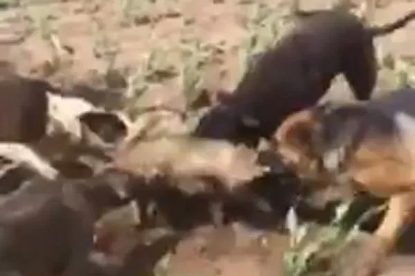 黑龙江发现30斤大老鼠视频是真的吗 853农场内发现的