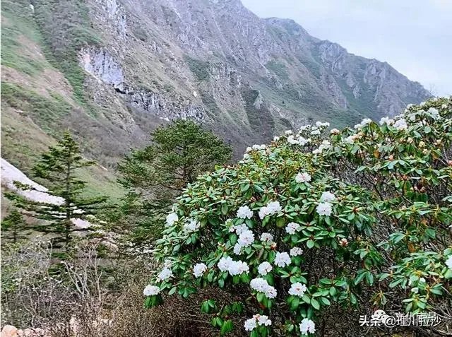 杜鹃是大叶还是小叶