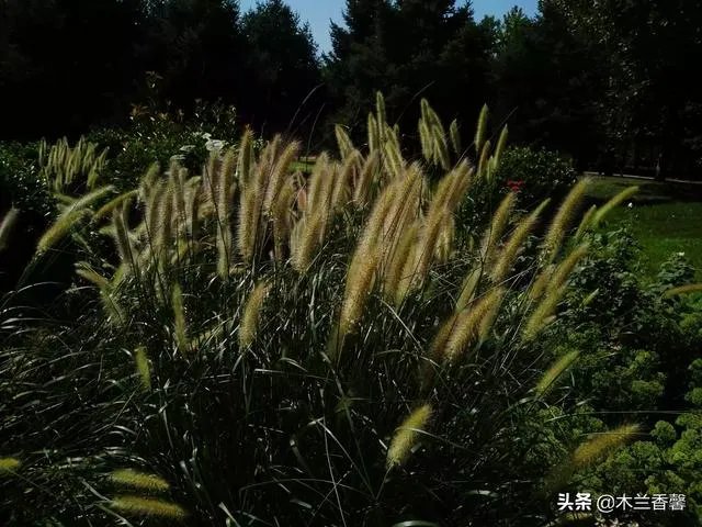 生活摄影艺术