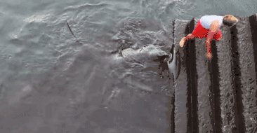 男孩与鳐鱼成好友 人鱼间友谊天地可鉴日月可表