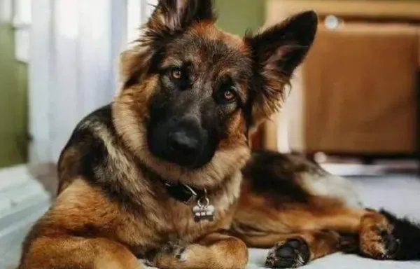 世界十大名犬排名图片