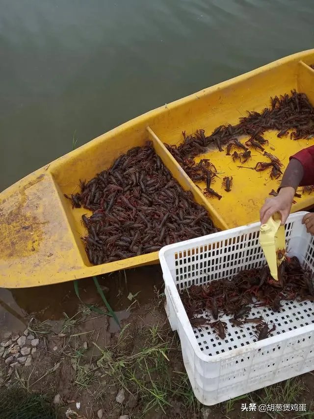 养殖户们连叫亏本,消费者们又大呼吃不起,小龙虾困境如何破解?