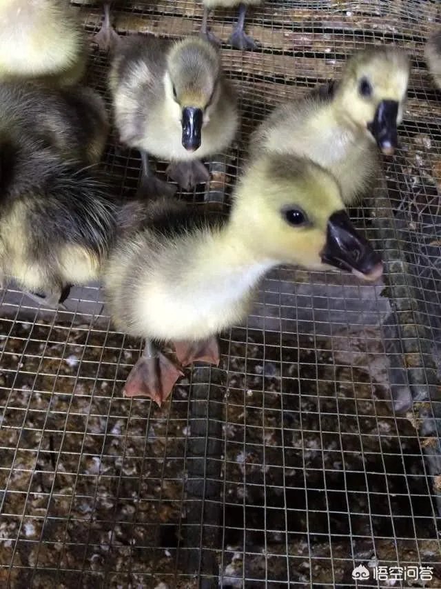 不要怕不会撑坏的