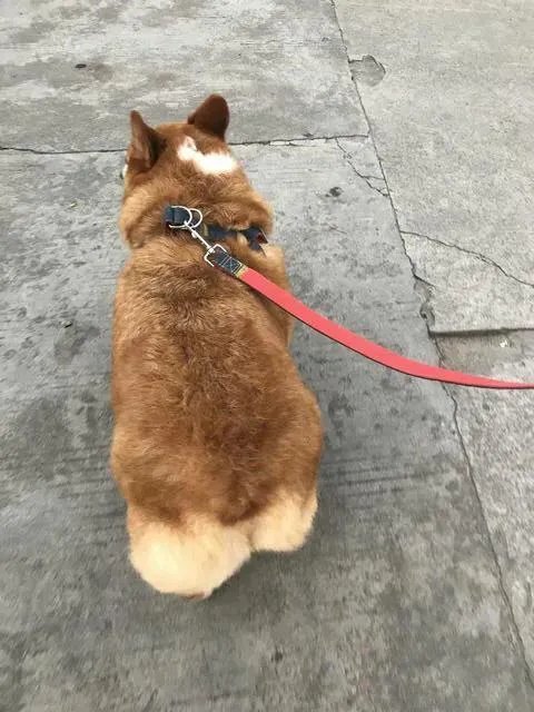 把宠物狗当作土狗养会怎么样?