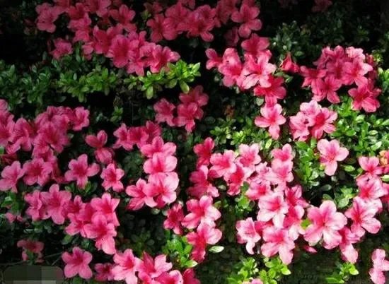 杜鹃是大叶还是小叶