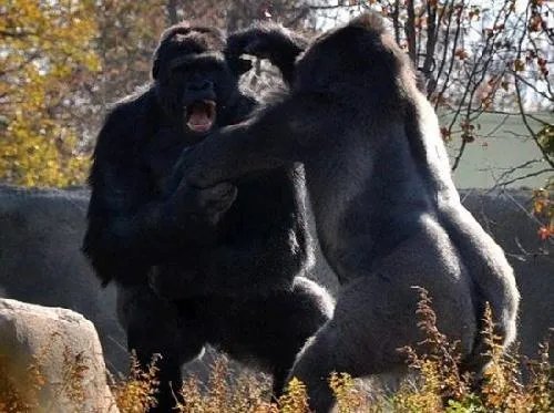 黑猩猩酷爱洗衣服被评劳模，大猩猩与人类之间有何相似之处？