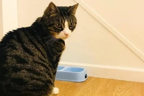 狗粮中的国产三大毒粮