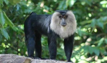 在世界上的动植物当中，狮尾猕猴有着怎样的生活习性？