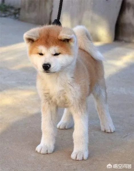 秋田犬价格为什么那么昂贵？