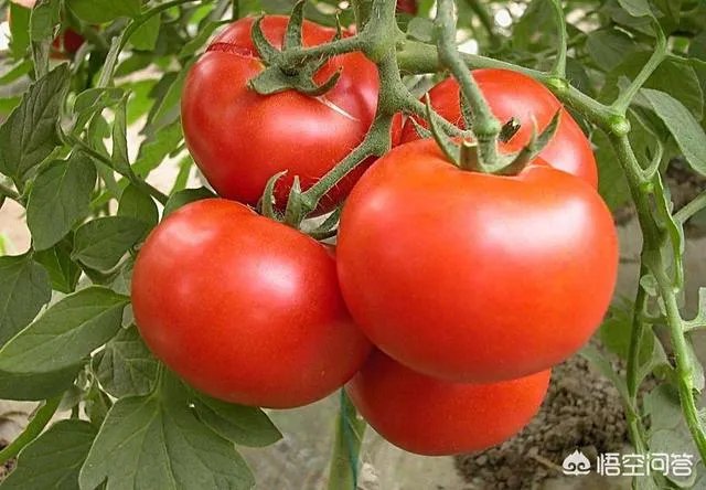 为什么以前的西红柿二三天就坏了，而现在买回来的西红柿一二个星期也不坏？