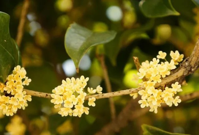 家里的空气污染严重，老师傅这样治理能多活20年