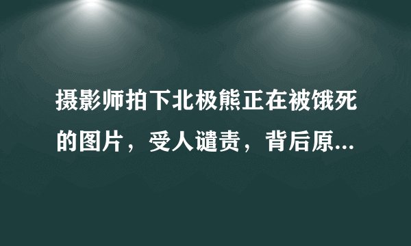 摄影师拍下北极熊正在被饿死的图片，受人谴责，背后原因让人不解