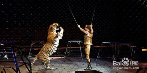 狮子老虎表演时冲出笼子该怎么自救