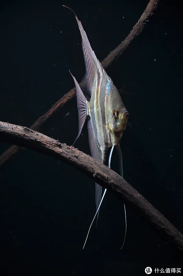 摄影新人经验分享---如何拍摄好那些漂亮的观赏鱼