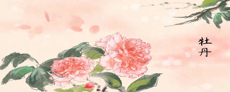 牡丹花开放的语句