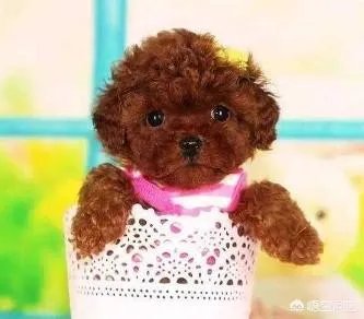 茶杯犬长不大吗？