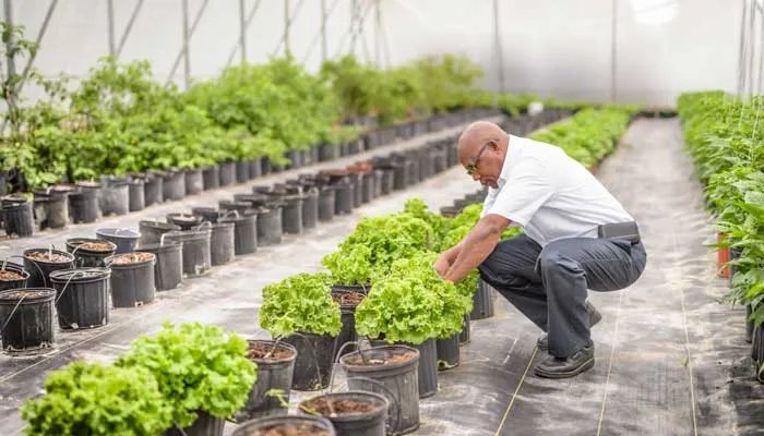 水培滴水观音的养殖方法有哪些 滴水观音水培的养殖方法