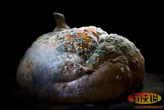 艺术家将腐烂蔬菜水果拍摄成奇异自然景观