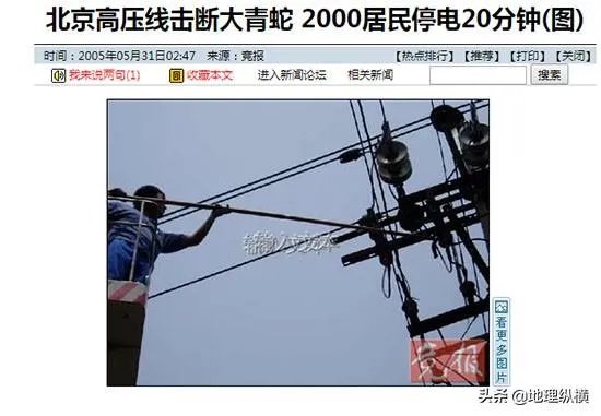 过去鸟筑巢都是在树上，为什么现在都在高压线铁塔上筑巢？