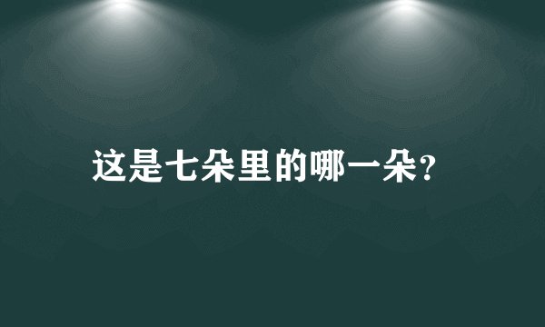这是七朵里的哪一朵？