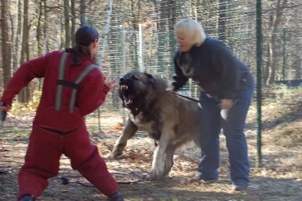 世界十大名犬排行榜 这些狗都很有名价格很高