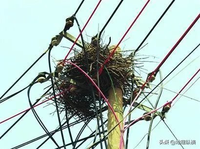 过去鸟筑巢都是在树上，为什么现在都在高压线铁塔上筑巢？