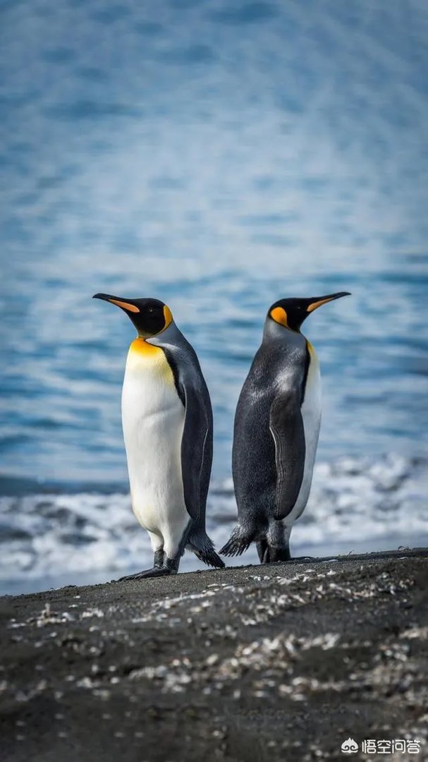 格兰仕3天发7篇声明怼天猫：将建同类商家群。大家怎么看？