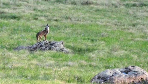 昼伏夜出的动物有哪些？