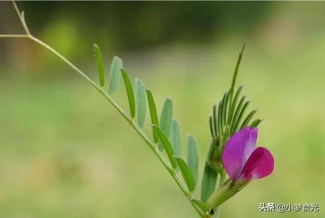 野豌豆到底有没有毒，能不能当菜吃，有吃过的朋友吗？怎么吃比较好？