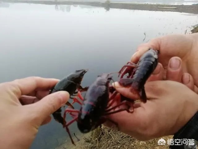 有人说现在全国各地都在扩养小龙虾，现在入市还来得及吗？