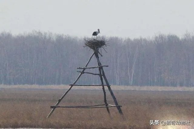 过去鸟筑巢都是在树上，为什么现在都在高压线铁塔上筑巢？