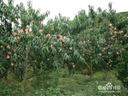 农业种植什么项目前景好挣钱多