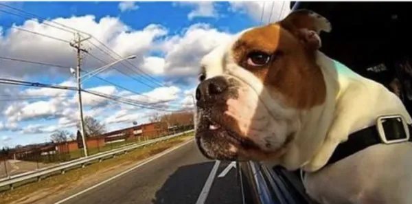 为什么很多人喜欢养宠物?