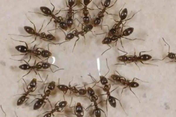 植物妈妈有办法还有哪些植物传播种子的方法?