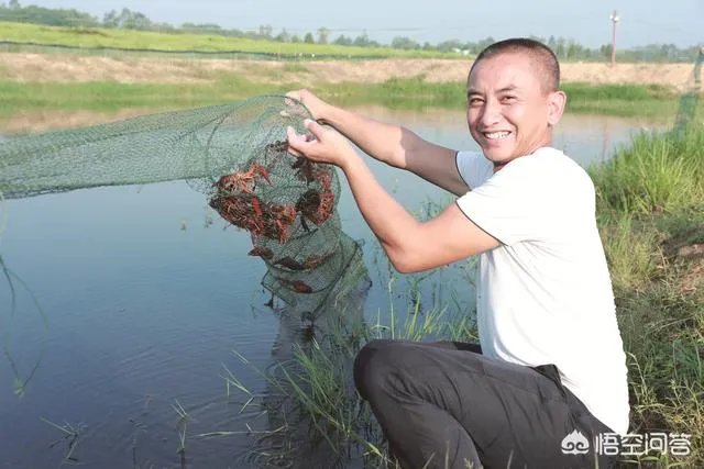 怎么养殖龙虾种苗?