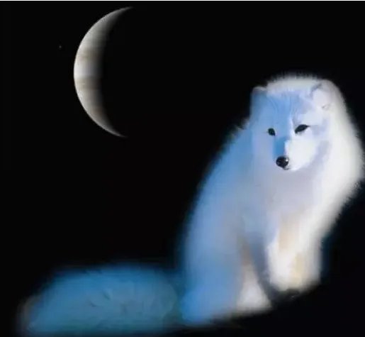 白狐这首歌表达的含义