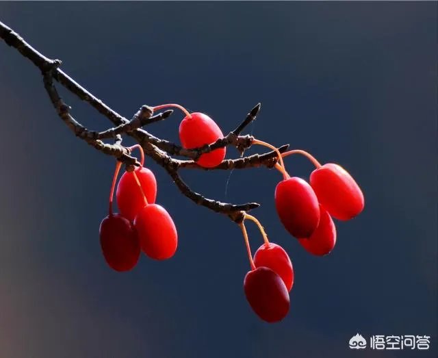 有哪些清新可爱的手机壁纸可以推荐？