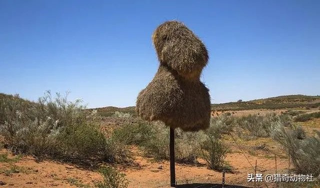 过去鸟筑巢都是在树上，为什么现在都在高压线铁塔上筑巢？