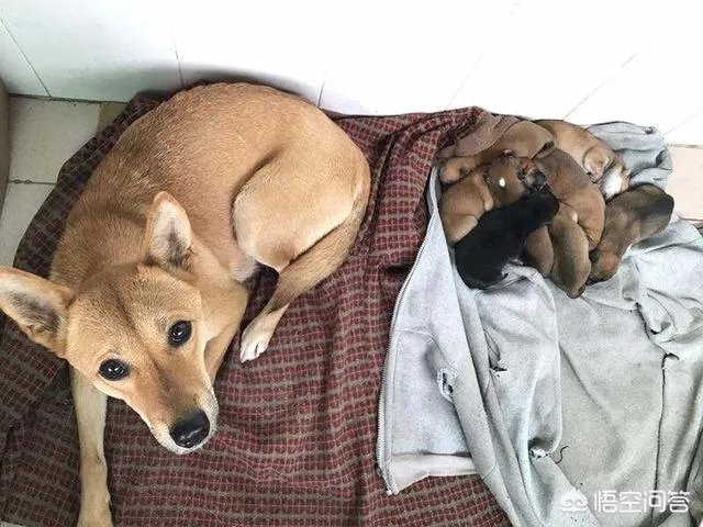 把宠物狗当作土狗养会怎么样?