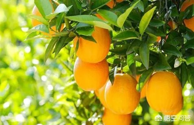 果树，需要叶面肥吗？