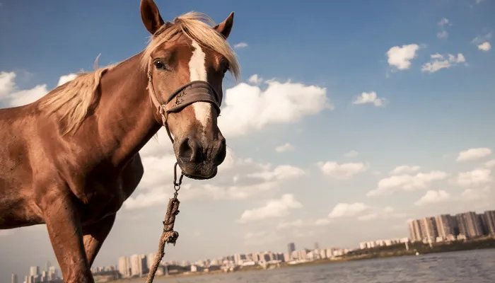 马蹄是马身上的什么部分 马蹄由哪几个部分组成